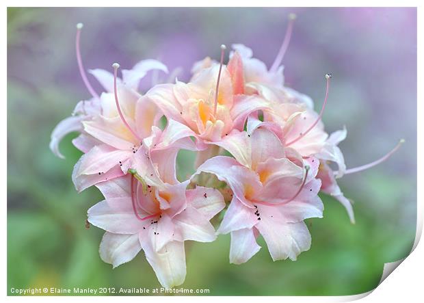 Pink Rhododrendron Flower Print by Elaine Manley