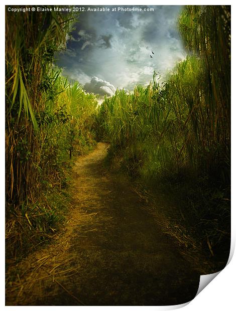 Follow the Path Print by Elaine Manley