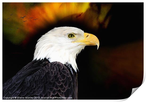 Eagle Print by Elaine Manley