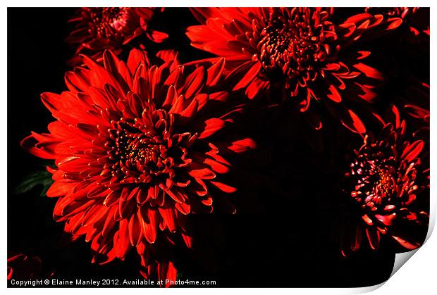 Sunlit Chrysanthemums Print by Elaine Manley