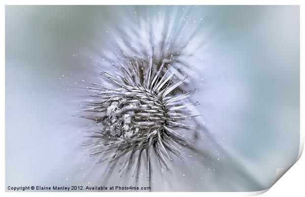 Winter Thistles Print by Elaine Manley