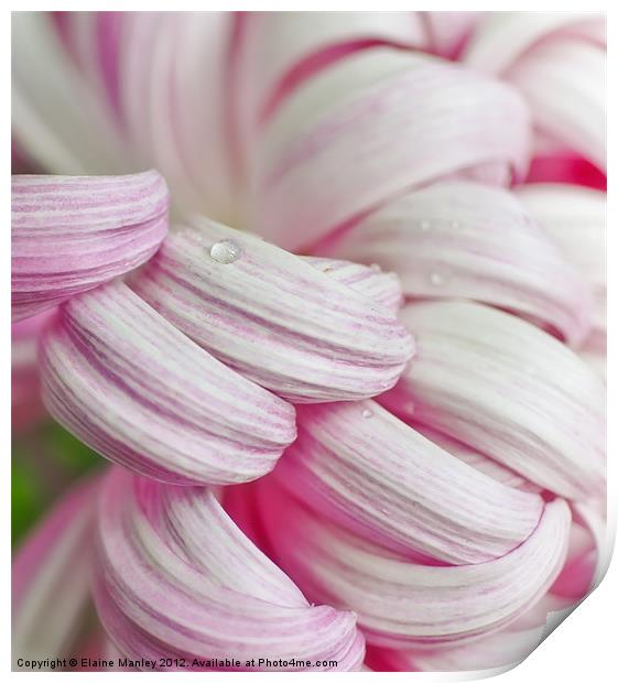 Candy Cane Petals Print by Elaine Manley