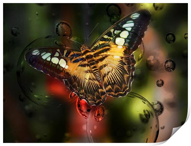 Butterfly and Bubbles Print by Elaine Manley