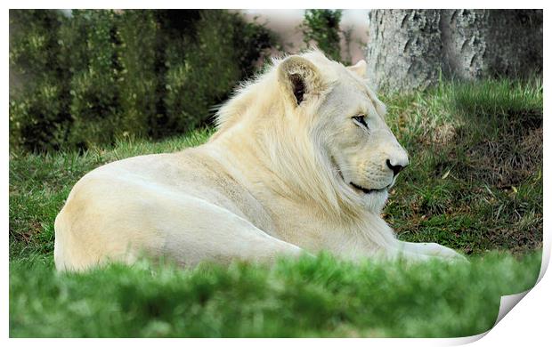  Beautiful White Lion Male     Animal Print by Elaine Manley