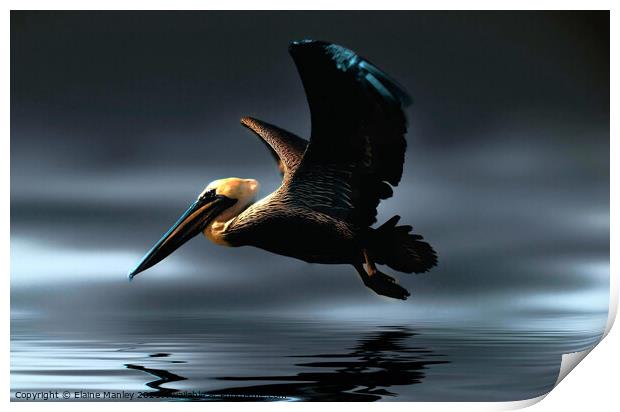 Pelican Print by Elaine Manley