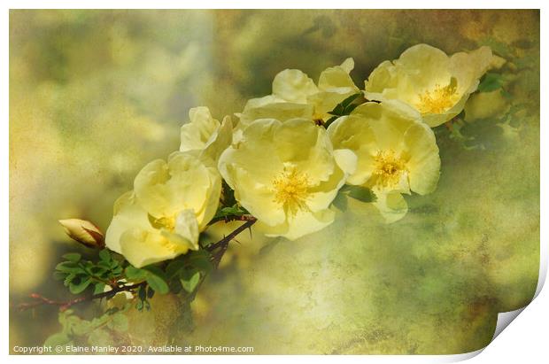 Yellow Roses Print by Elaine Manley