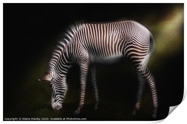 Zebra Print by Elaine Manley