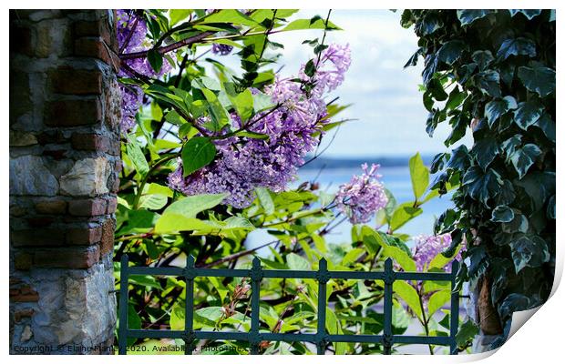  Spring Lilacs by the Ocean Print by Elaine Manley