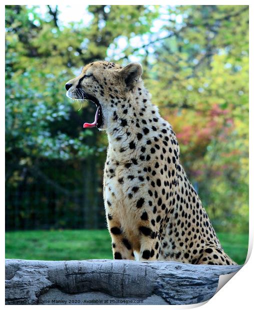 A Cheetah Yawn Print by Elaine Manley