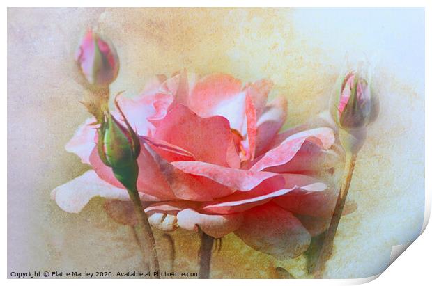 October Rose Print by Elaine Manley