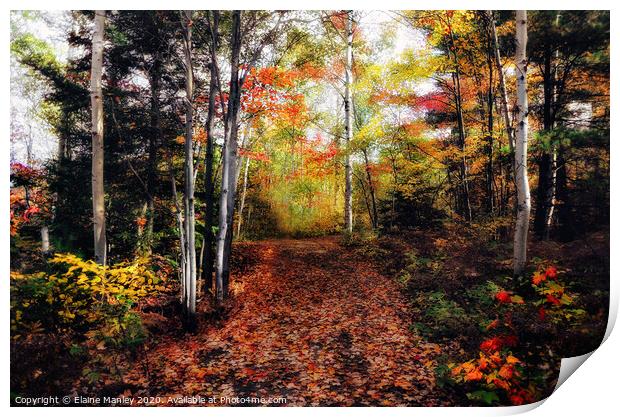 A Seasonal Forest Print by Elaine Manley