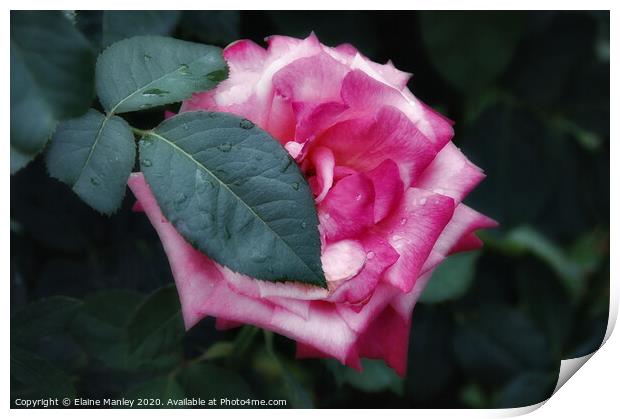 Pink Rose flower Print by Elaine Manley