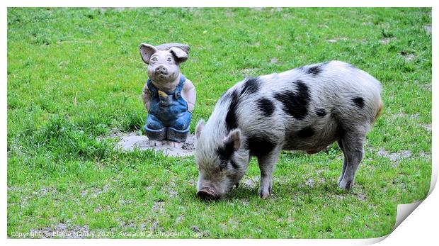 Two Pigs Print by Elaine Manley