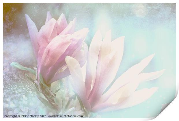  Spring Magnolia Petals Print by Elaine Manley