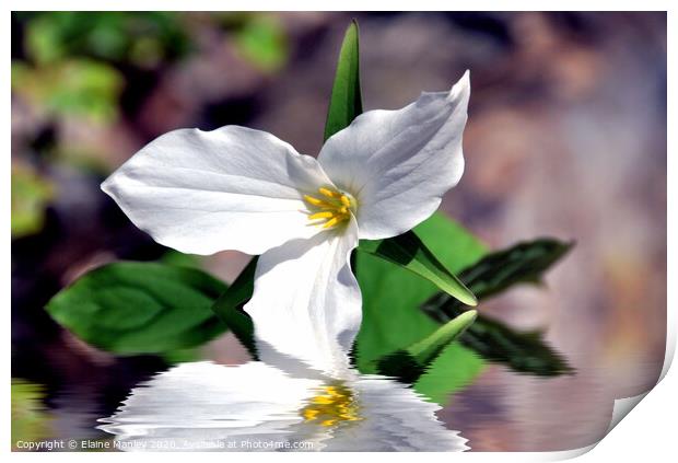  Spring White Trillium flower Print by Elaine Manley