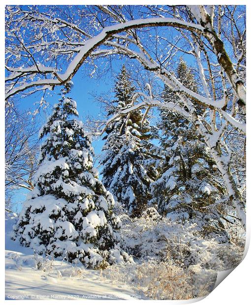 Snow Covered  Print by Elaine Manley