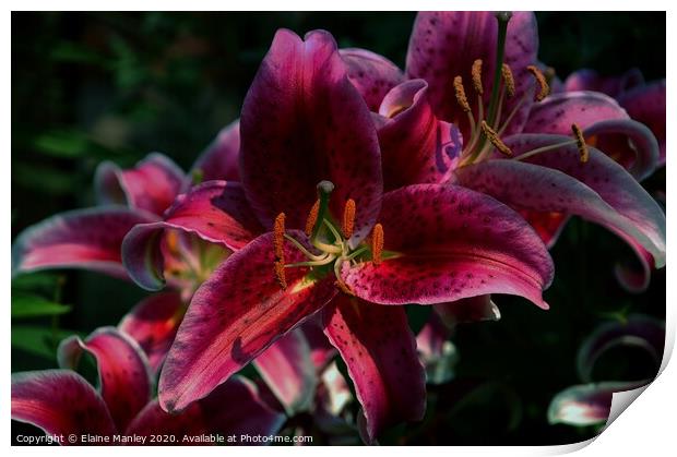Wine Day Lily  flower Print by Elaine Manley