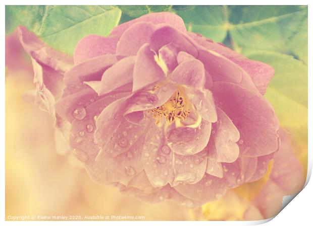 Faded Rose Print by Elaine Manley