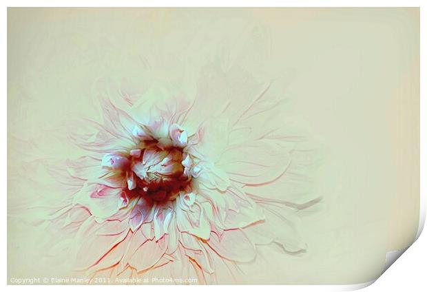 Pastel Flower Print by Elaine Manley
