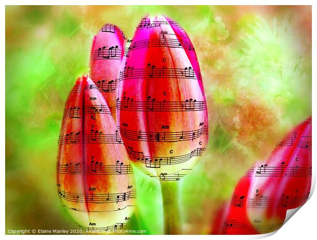 The Sound of Spring Music tulips     flower Print by Elaine Manley