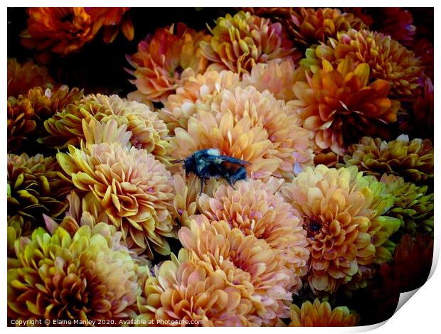 Bee in the Chrysanthemum flowers  Print by Elaine Manley