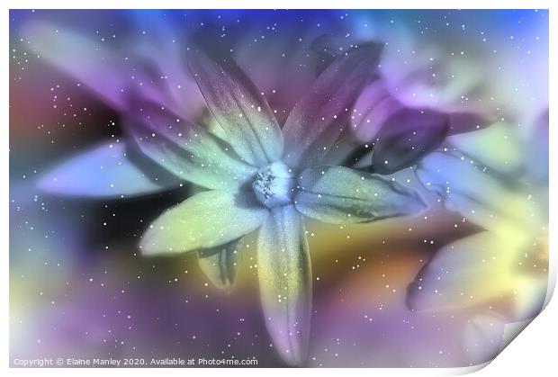  Winter Star Flower Print by Elaine Manley