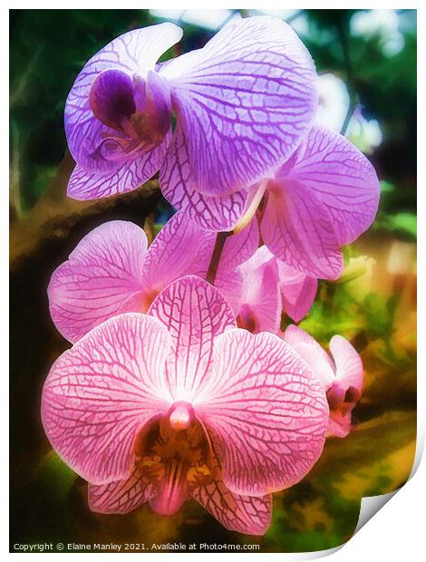 Rainbow Orchids ...flower  Print by Elaine Manley
