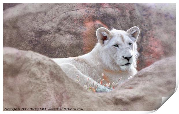 White Lion Print by Elaine Manley