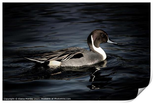 Northern Pintail Print by Elaine Manley