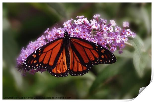  Monarch Butterfly Print by Elaine Manley