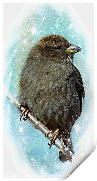 Little Sparrow in Winter Print by Elaine Manley