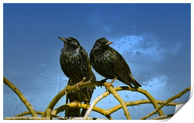 Starlings Print by Elaine Manley