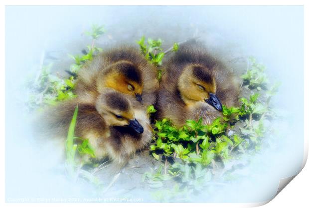 Spring Babies  Print by Elaine Manley