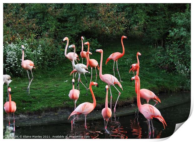 Garden of Flamingos Print by Elaine Manley