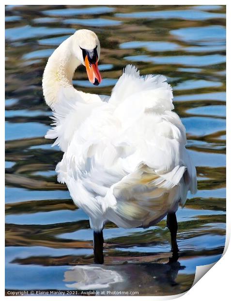 Fluffy Swan  Print by Elaine Manley