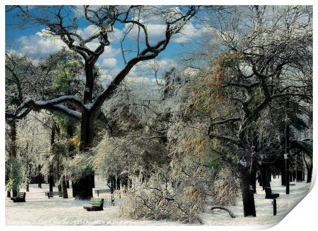 Cold Winter Trees Print by Elaine Manley