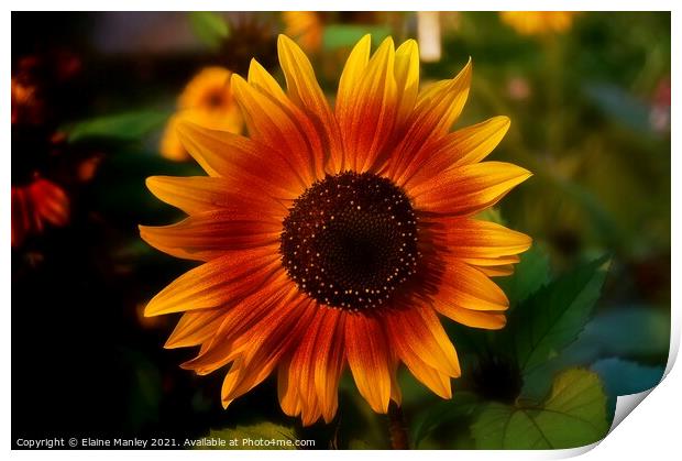 Sun flower Print by Elaine Manley