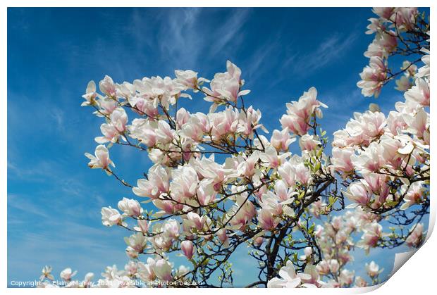  Spring Magnolia Flower Print by Elaine Manley