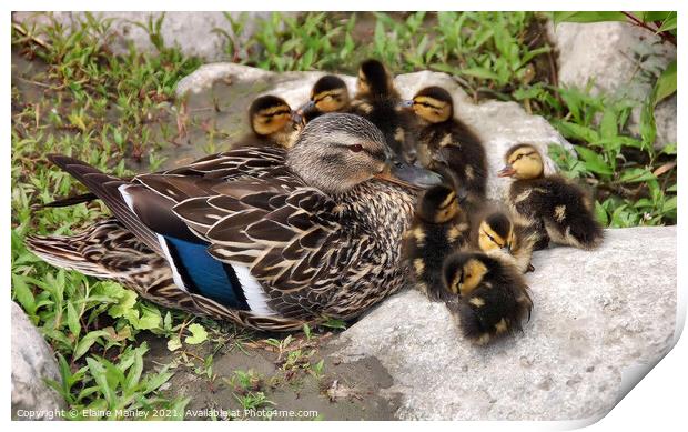  Happy Mom and her babies Print by Elaine Manley