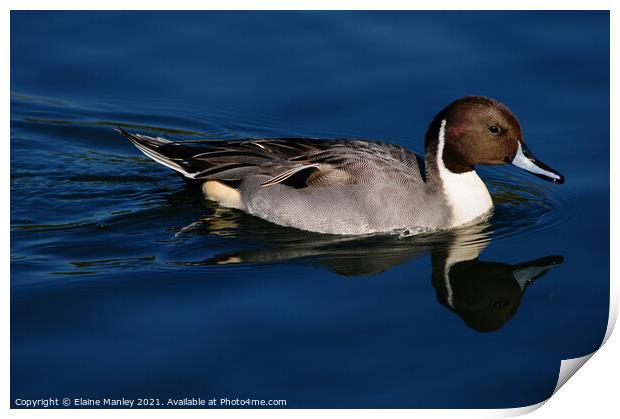 Northern Pintail duck Print by Elaine Manley