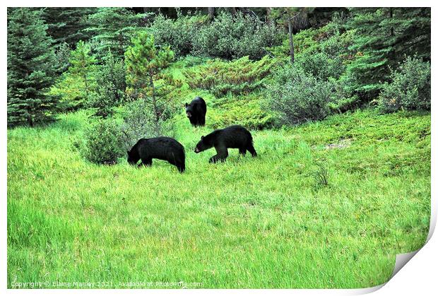 Black Bears in the Wild Print by Elaine Manley