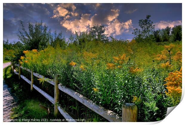 Goldenrod Flower  Pathway Print by Elaine Manley