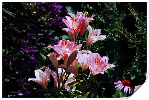 Pink Day Lillies...   flower Print by Elaine Manley