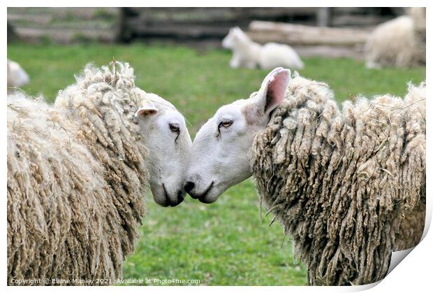  Sheep     Spring Love Print by Elaine Manley
