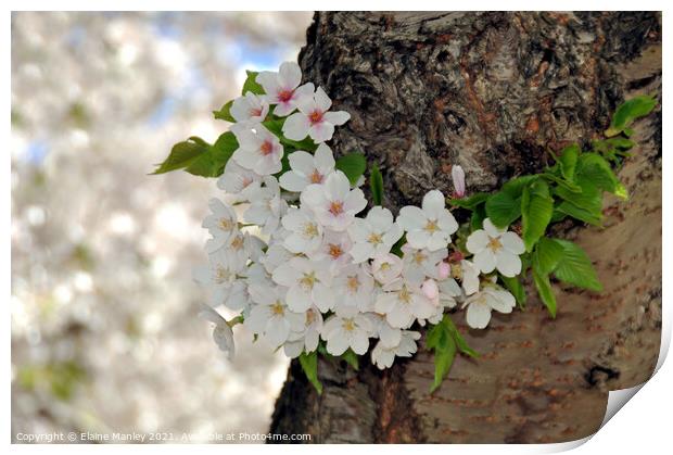Flower    Blossoms on the Tree Print by Elaine Manley