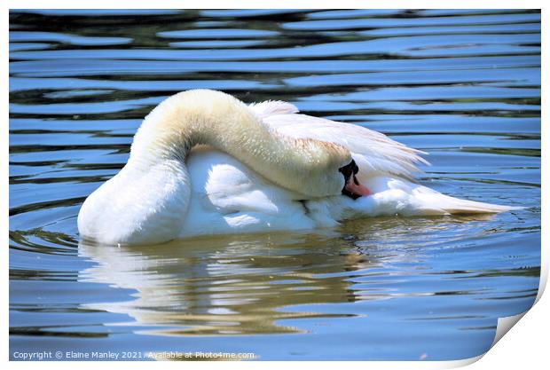 Swan     Afternoon Nap  Print by Elaine Manley