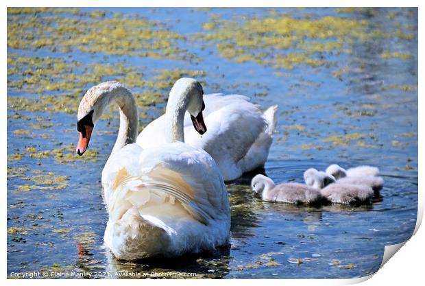 Swan and Cygnets out hunting for food  Print by Elaine Manley