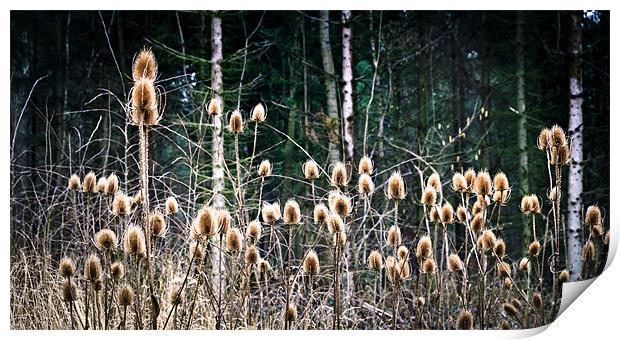 Silhouetted Teasel (Dipsacus fullonum) Print by Greg Marshall