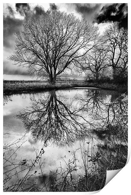Sleepy Hollow Silver Tree Reflection Print by Greg Marshall