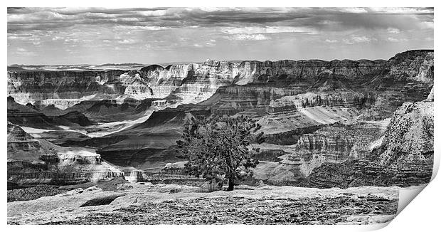 Grand Canyon lone tree Print by Greg Marshall